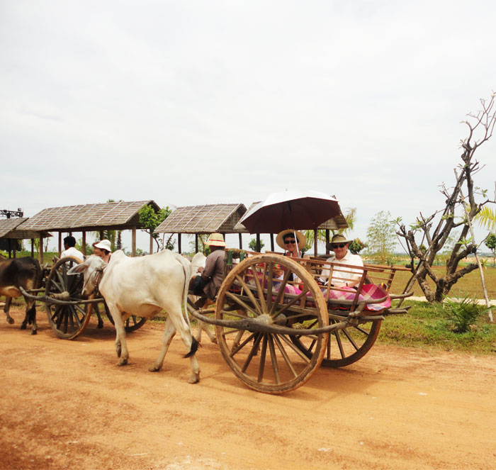 ox-cart rides
